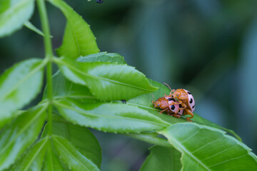 Mating ladybugs on green leaves natural habitat nature photography close-up macro insect behavior