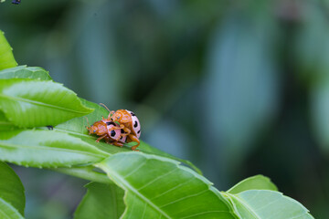 Mating insects on green leaves nature macro photography lush environment close-up view unique behavior