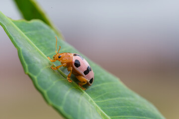 Colorful ladybug climbing on leaf natural habitat close-up photography outdoor environment macro view insect life