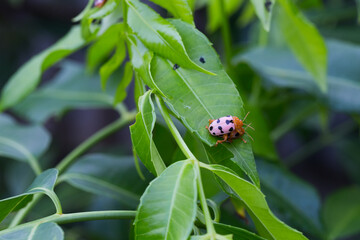 Close-up of colorful ladybug on green leaves nature photography macro view vibrant ecosystem