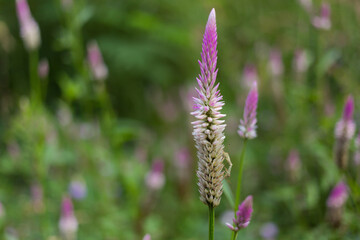 Floral blooming action in green meadows nature photography close-up view vibrant colors and textures