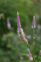 Vibrant wildflower growth in a lush meadow nature photography tranquil green environment close-up view natural beauty
