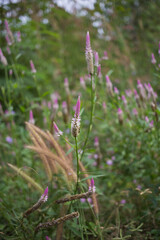Delicate pink wildflowers blooming in lush green field nature photography serene environment close-up perspective