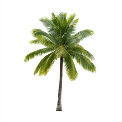 Obraz premium Isolated palm tree illustration on white background