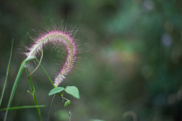 Nature's grace delicate curved grass flower lush green environment close-up shot serene beauty plant concept