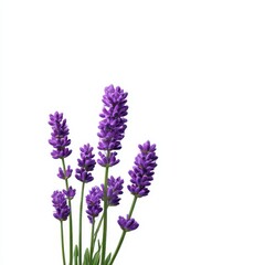 Obraz premium Lavender flower close up studio shot on white background