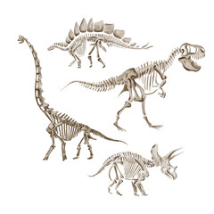 Dinosaur set, theranosaurus and triceratops. Apatosaurus dinosaur skeleton. Dinosaurs skeleton. Monochrome. Watercolor illustration isolated from background. Prehistoric fossil.  © Alena Sid