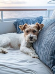Yacht Deck Dog Relaxing Ocean View.