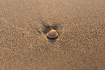 Seashell discovery beach nature photography sandy environment close-up view coastal serenity