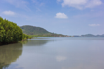 Serene mangrove estuary coastal region nature scene tranquil waters wide angle nature conservation