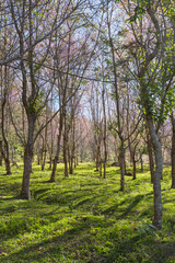 Tranquil forest pathway serene grove nature scene lush environment ground level view natural beauty for relaxation