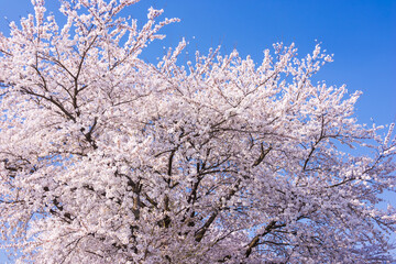 pink cherry blossom and blue sky	
