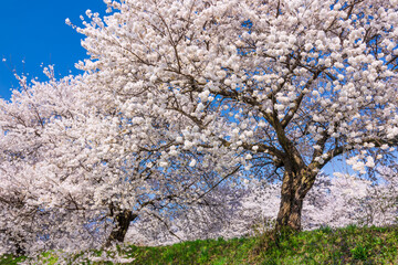 pink cherry blossom and blue sky	
