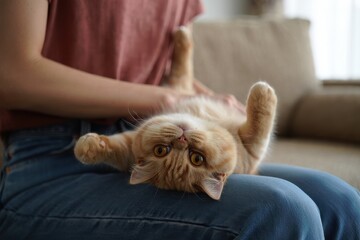 Funny exotic shorthair cat laying on woman's knees