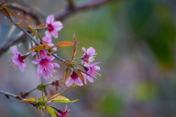 Cherry blossom blooming in nature's embrace a close-up view of pink flowers in a serene forest environment