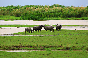 Asia buffalos eating grass in Talay Noi is a river basin at the topmost of Songkhla Lake, Phatthalung Province, Thailand