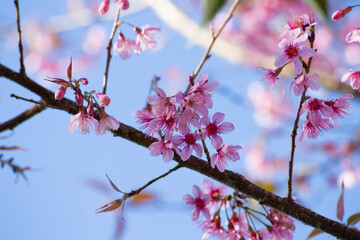 Cherry blossoms blooming in spring nature photography japanese landscape vibrant colors close-up view seasonal beauty