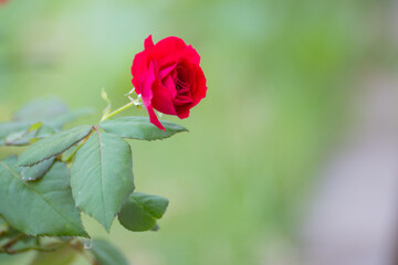 Red rose blooming in nature close-up photography serene environment artistic concept