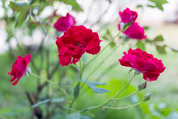 Vibrant red roses blooming in a garden nature photography serene environment close-up view floral beauty