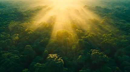 Obraz premium Sunrise over misty forest, aerial view, nature background, eco-tourism