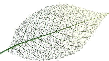 Highly Detailed Close-Up of a Delicate Leaf Structure on White Background