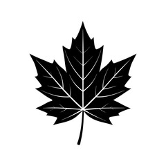Maple Leaf Silhouette  vector illustration