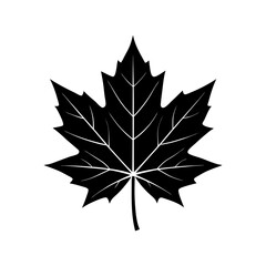 Maple Leaf Silhouette  vector illustration