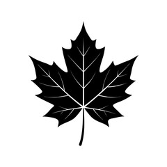Fototapeta premium Maple Leaf Silhouette vector illustration