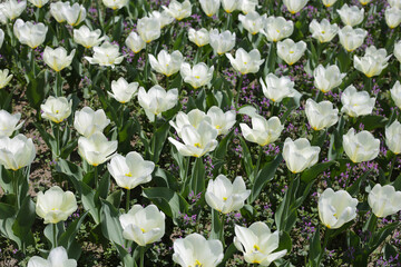 Beautiful tulip flower garden. The Expo 70 Commemorative Park, Osaka, Japan