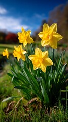 Fototapeta premium Vibrant yellow daffodils in a garden setting