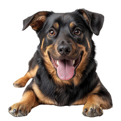 Obraz premium Relaxed dog lying down png charming canine repose png elegant pet comfort moment png refined animal relaxation png dynamic casual pet portrait png transparent background image