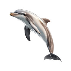Graceful dolphin in the air png dynamic leaping marine acrobat png elegant ocean creature flight png refined aquatic motion png transparent background image