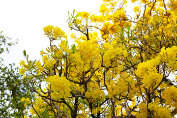 Silver trumpet tree, Tree of gold, Paraguayan silver trumpet tree