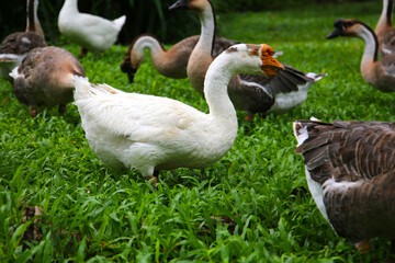 A group of geese on a lush green lawn