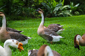 A group of geese on a lush green lawn