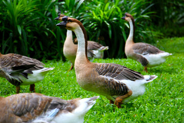 A group of geese on a lush green lawn