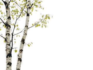 Fototapeta premium Two Birch Trees in Springtime Emerging New Life Against Dark Background