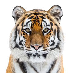 Naklejka premium Majestic tiger with striking features on a Transparent background, Tiger on PNG background