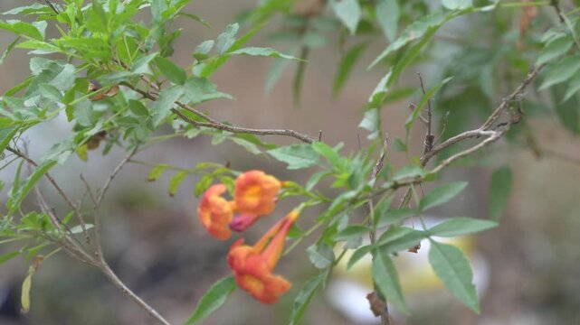 Campsis radicans, or trumpet vine, is a vigorous climber with vibrant orange-red trumpet-shaped flowers that attract hummingbirds and butterflies.