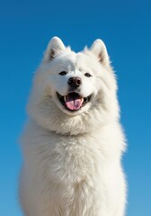 Fototapeta premium Happy Samoyed Dog Portrait Against a Blue Sky