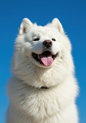 Happy Samoyed Dog Portrait Against Blue Sky