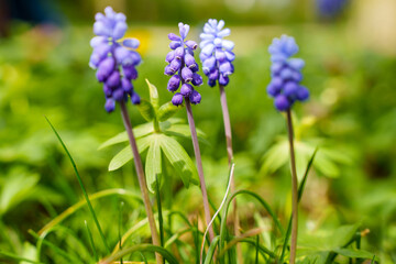 Close-up of some purple flowering grape hyacinths (Muscari botryoides) in a green meadow