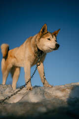 Alaskan malamute dog wearing a chain collar, standing proudly on the snow, basking in the sunlight...