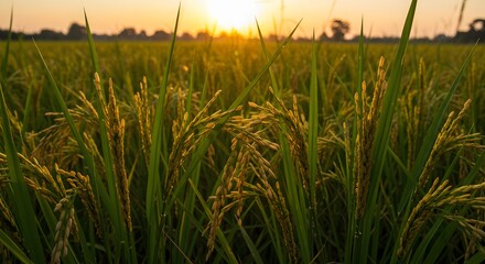 Fototapeta premium Golden Rice Field at Sunset: A Breathtaking View of Nature's Bounty