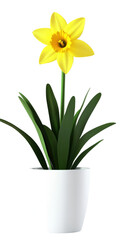 A vibrant yellow daffodil on a transparent background
