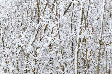 Fototapeta premium Background texture of tree branches on one side covered with snow in Friesland The Netherlands