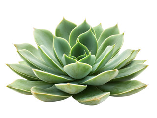 Fototapeta premium Stunning Echeveria Succulent Closeup A Detailed View of a Green Succulent Plant