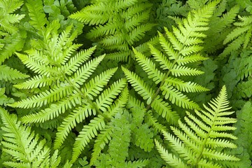 Lush Green Fern Leaves Botanical Background Texture