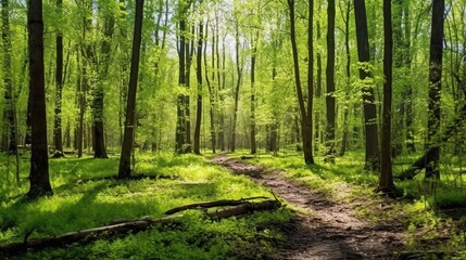 Fototapeta premium Sunlit Forest Path