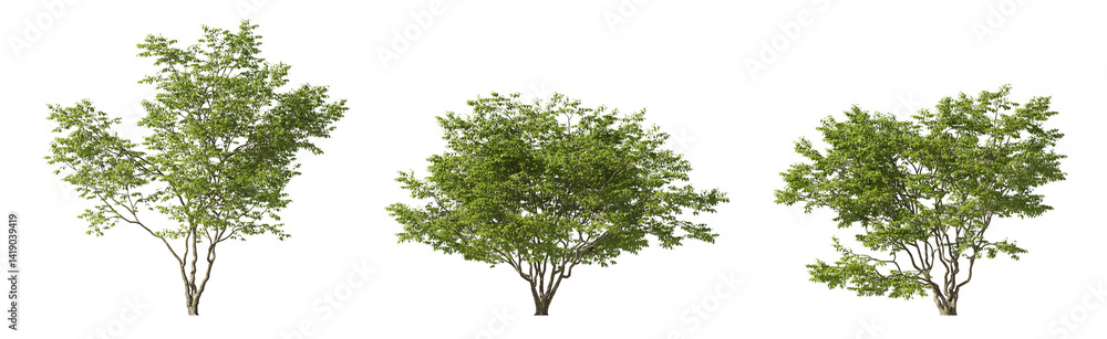 Aufkleber realistic greenery trees collection on transparent backgrounds. high quality 3d rendering. png forma